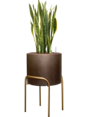 Sansevieria trifasciata 'Laurentii' in Baq Gradient Elevated Hydrocultuur Hydrocultuur