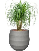 Beaucarnea recurvata in Bordo Hydrocultuur