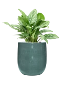 Aglaonema 'Stripes' in Plain Striped Grond (Vulkastrat)