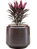 Cordyline fruticosa 'Tango' in Indigo Grond (Vulkastrat) Grond (Vulkastrat)