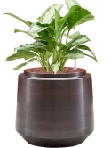 Aglaonema 'Silver Bay' in Indigo Hydrocultuur Hydrocultuur