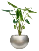 Alocasia zebrina in Baq Metallic Silver leaf Grond (Vulkastrat)