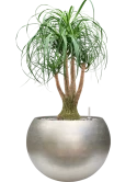 Beaucarnea recurvata in Baq Metallic Silver leaf Grond (Vulkastrat)