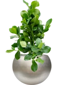 Clusia rosea in Baq Metallic Silver leaf Grond (Vulkastrat)