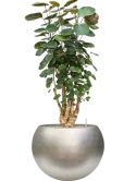 Aralia (Polyscias) 'Fabian' in Baq Metallic Silver leaf Grond (Vulkastrat)