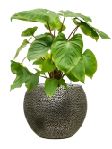 Homalomena rubescens 'Maggy' in Baq Opus Hit Grond (Vulkastrat)