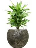 Dracaena fragrans 'Golden Coast' in Baq Opus Hit Grond (Vulkastrat)
