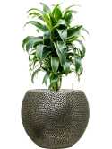 Dracaena fragrans 'Dorado' in Baq Opus Hit Grond (Vulkastrat)