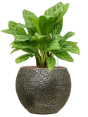 Aglaonema 'Stripes' in Baq Opus Hit Hydrocultuur