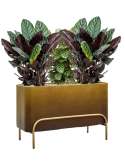 Plantenmix in Baq Gradient Elevated Grond (Vulkastrat) Grond (Vulkastrat)