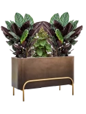 Plantenmix in Baq Gradient Elevated Grond (Vulkastrat) Grond (Vulkastrat)