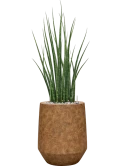 Sansevieria cylindrica 'Fernwood Mikado' in Mineral Grond (Vulkastrat) Grond (Vulkastrat)