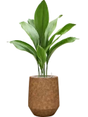 Aspidistra elatior in Mineral Grond (Vulkastrat) Grond (Vulkastrat)