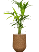 Kentia (Howea) forsteriana in Mineral Grond (Vulkastrat) Grond (Vulkastrat)