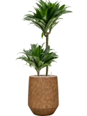 Dracaena fragrans 'Compacta' in Mineral Grond (Vulkastrat) Grond (Vulkastrat)