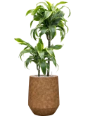 Dracaena fragrans 'Dorado' in Mineral Grond (Vulkastrat)