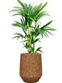 Kentia (Howea) forsteriana in Mineral Hydrocultuur