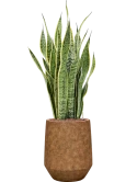 Sansevieria trifasciata 'Laurentii' in Mineral Hydrocultuur