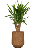Yucca elephantipes in Mineral Hydrocultuur
