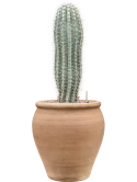 Pachycereus pringlei in Terra Antica Grond (Vulkastrat) Grond (Vulkastrat)
