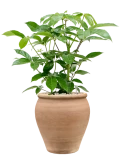 Schefflera actinophylla 'Amate' in Terra Antica Grond (Vulkastrat) Grond (Vulkastrat)