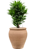 Dracaena fragrans 'Compacta' in Terra Antica Grond (Vulkastrat) Grond (Vulkastrat)