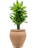 Dracaena fragrans 'Golden Coast' in Terra Antica Grond (Vulkastrat) Grond (Vulkastrat)