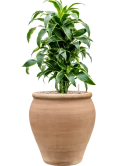 Dracaena fragrans 'Dorado' in Terra Antica Grond (Vulkastrat) Grond (Vulkastrat)
