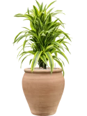 Dracaena fragrans 'Lemon Lime' in Terra Antica Grond (Vulkastrat) Grond (Vulkastrat)