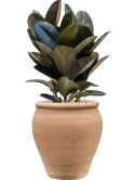 Ficus elastica 'Abidjan' in Terra Antica Grond (Vulkastrat)