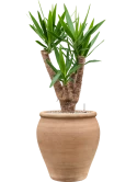 Yucca elephantipes in Terra Antica Grond (Vulkastrat)