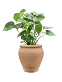 Monstera deliciosa in Terra Antica Grond (Vulkastrat)