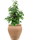 Ficus benjamina 'Danielle' in Terra Antica Grond (Vulkastrat)