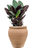 Calathea sanderiana in Terra Antica Grond (Vulkastrat)