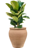 Ficus elastica 'Robusta' in Terra Antica Grond (Vulkastrat)