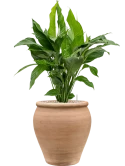 Spathiphyllum 'Sweet Lauretta' in Terra Antica Grond (Vulkastrat)