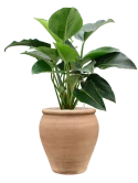 Philodendron 'Green Beauty' in Terra Antica Grond (Vulkastrat)