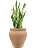 Sansevieria trifasciata 'Laurentii' in Terra Antica Grond (Vulkastrat)