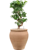 Ficus microcarpa 'Compacta' in Terra Antica Grond (Vulkastrat)