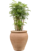 Aralia (Polyscias) 'Ming' in Terra Antica Grond (Vulkastrat)