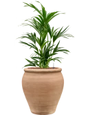 Kentia (Howea) forsteriana in Terra Antica Hydrocultuur