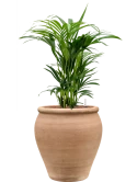 Kentia (Howea) forsteriana in Terra Antica Hydrocultuur