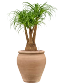 Beaucarnea recurvata in Terra Antica Hydrocultuur