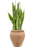 Sansevieria trifasciata 'Laurentii' in Terra Antica Hydrocultuur