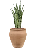 Sansevieria zeylanica in Terra Antica Hydrocultuur