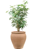 Schefflera arboricola 'Compacta' in Terra Antica Hydrocultuur