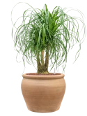 Beaucarnea recurvata in Terra Antica Hydrocultuur Hydrocultuur