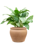 Aglaonema 'Chantal' in Terra Antica Hydrocultuur