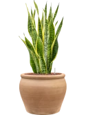 Sansevieria trifasciata 'Laurentii' in Terra Antica Hydrocultuur Hydrocultuur