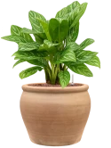 Aglaonema 'Stripes' in Terra Antica Hydrocultuur Hydrocultuur